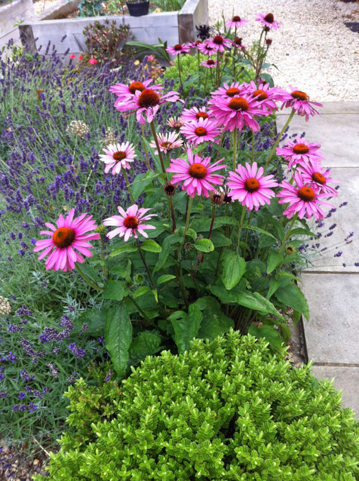 Echinacea purpurea, lavender and heb